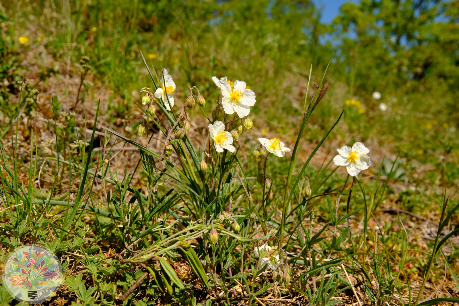 Apenninen-Sonnenröschen – Bild 1 von 2