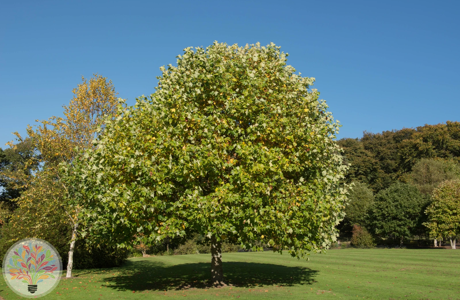Liriodendron tulipifera – Afbeelding 1 van 4