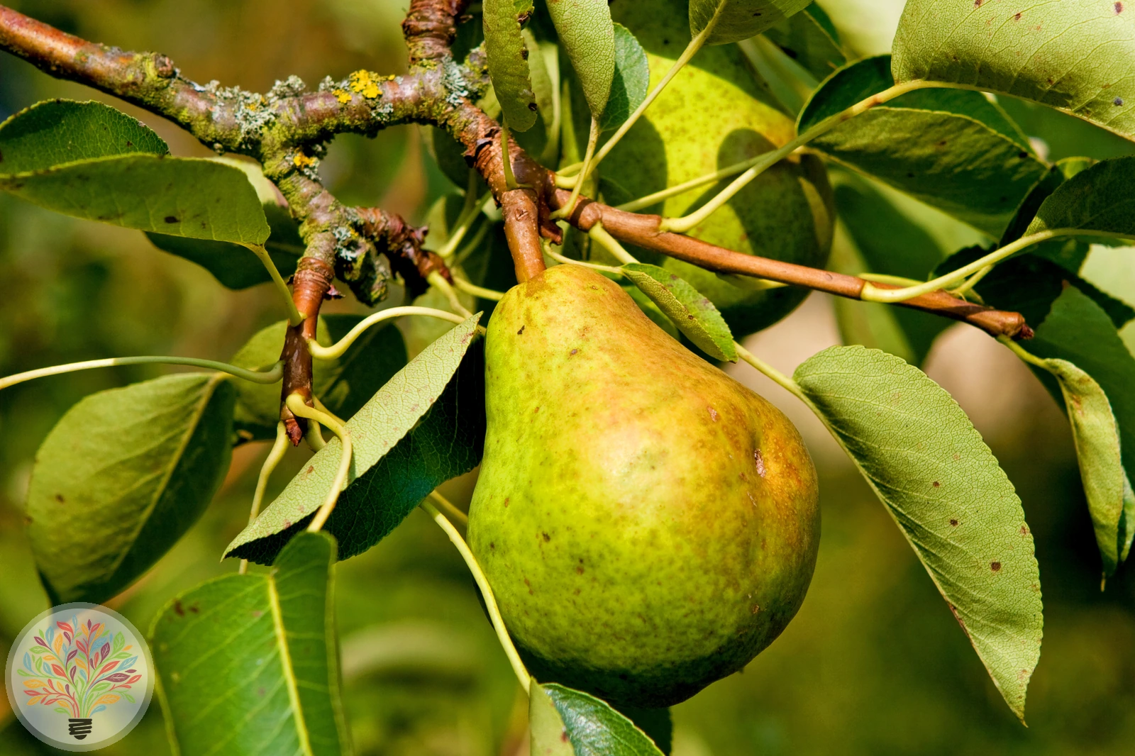 Pyrus communis – Afbeelding 7 van 18