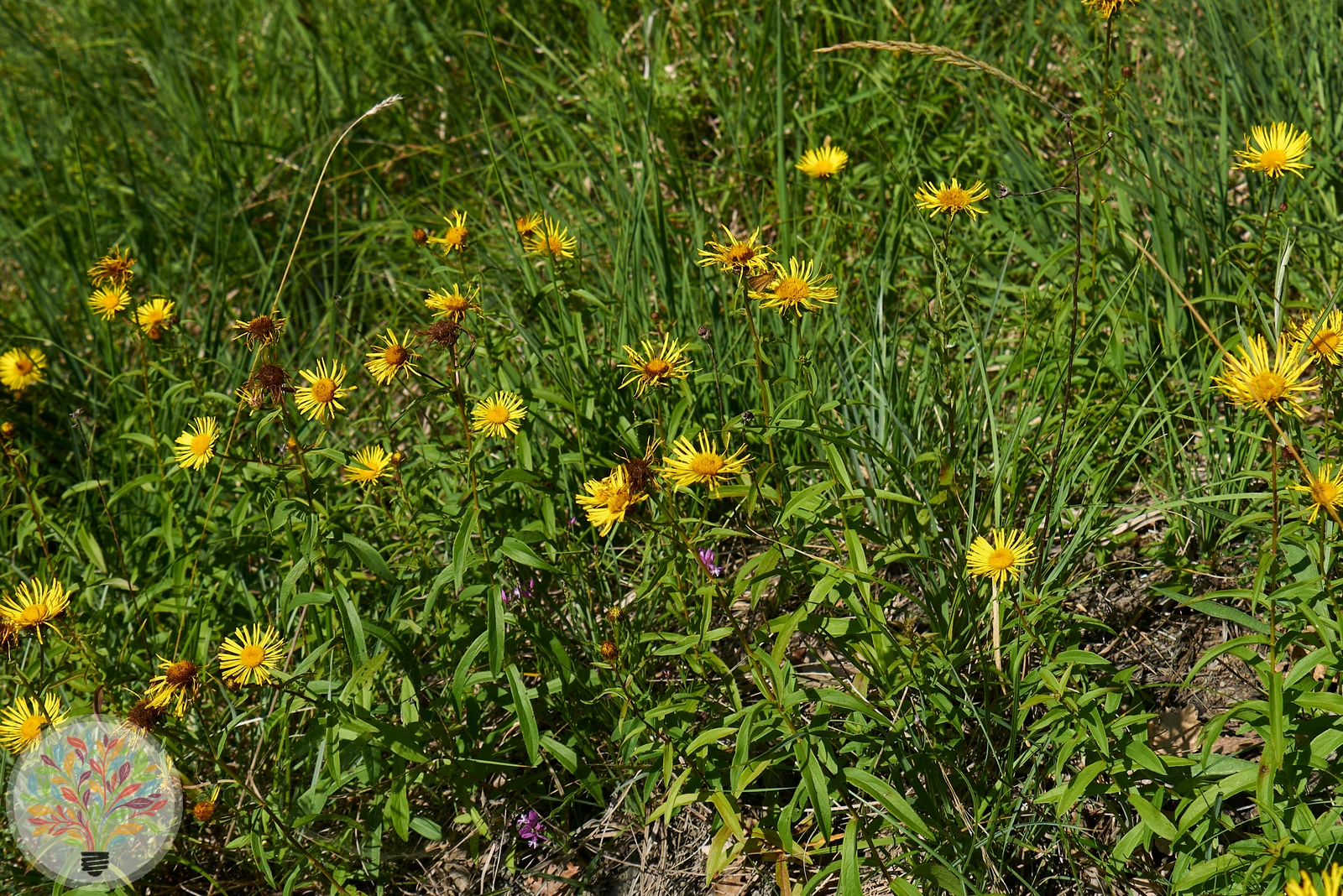 Weidenblättriger Alant – Bild 2 von 2