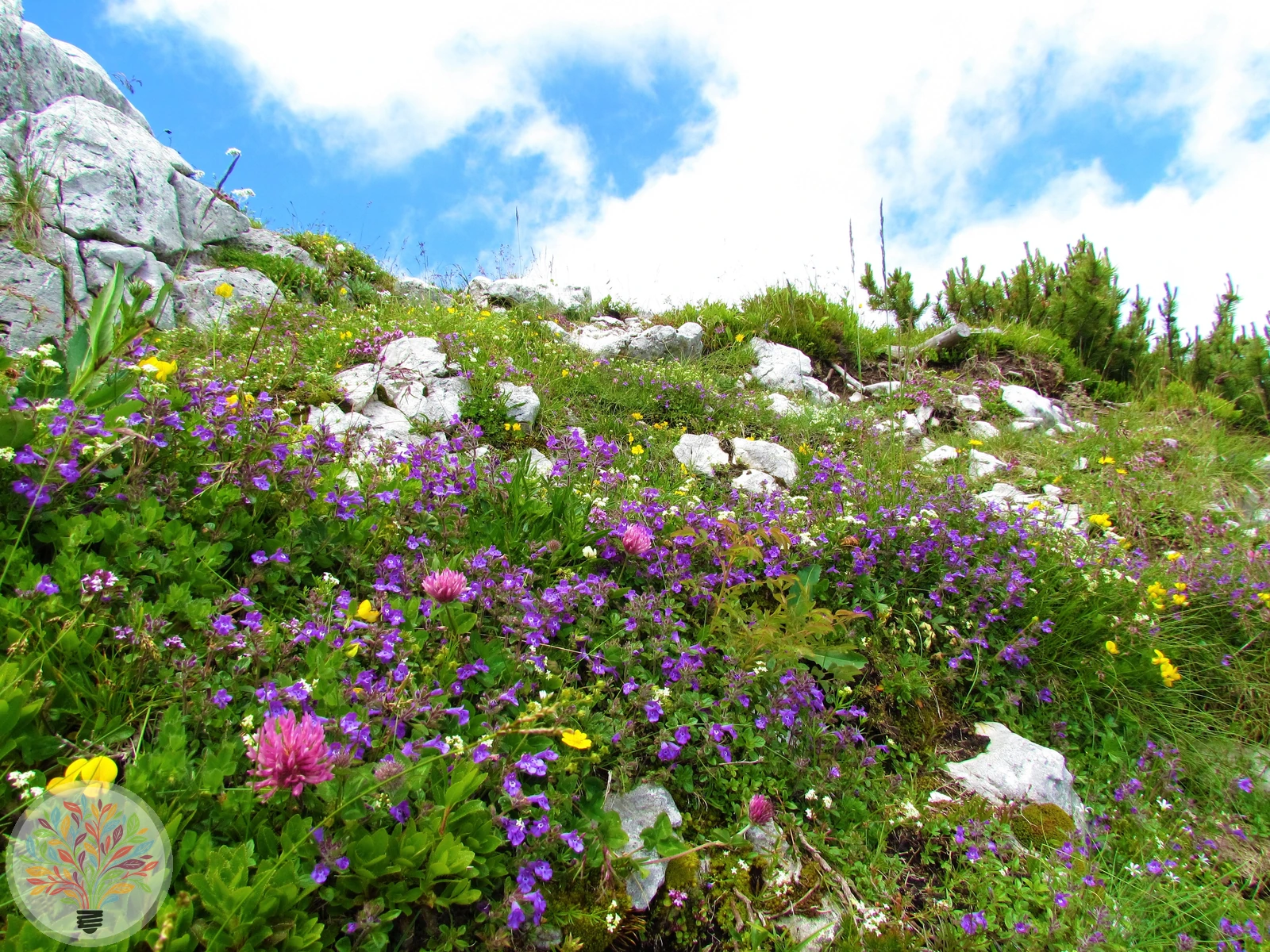 Alpen-Steinquendel – Bild 3 von 3