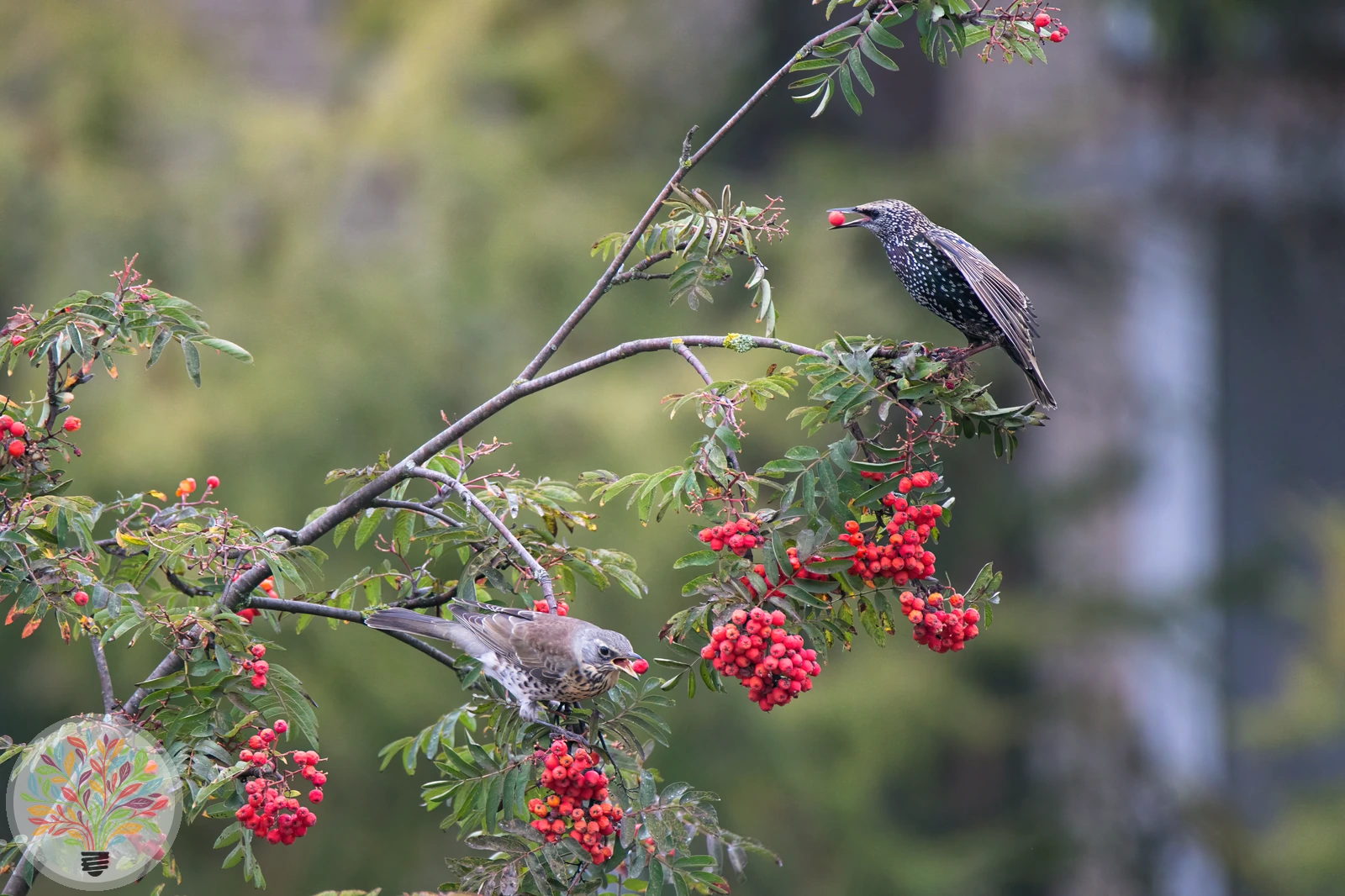 Gewöhnliche Vogelbeere – Bild 4 von 4