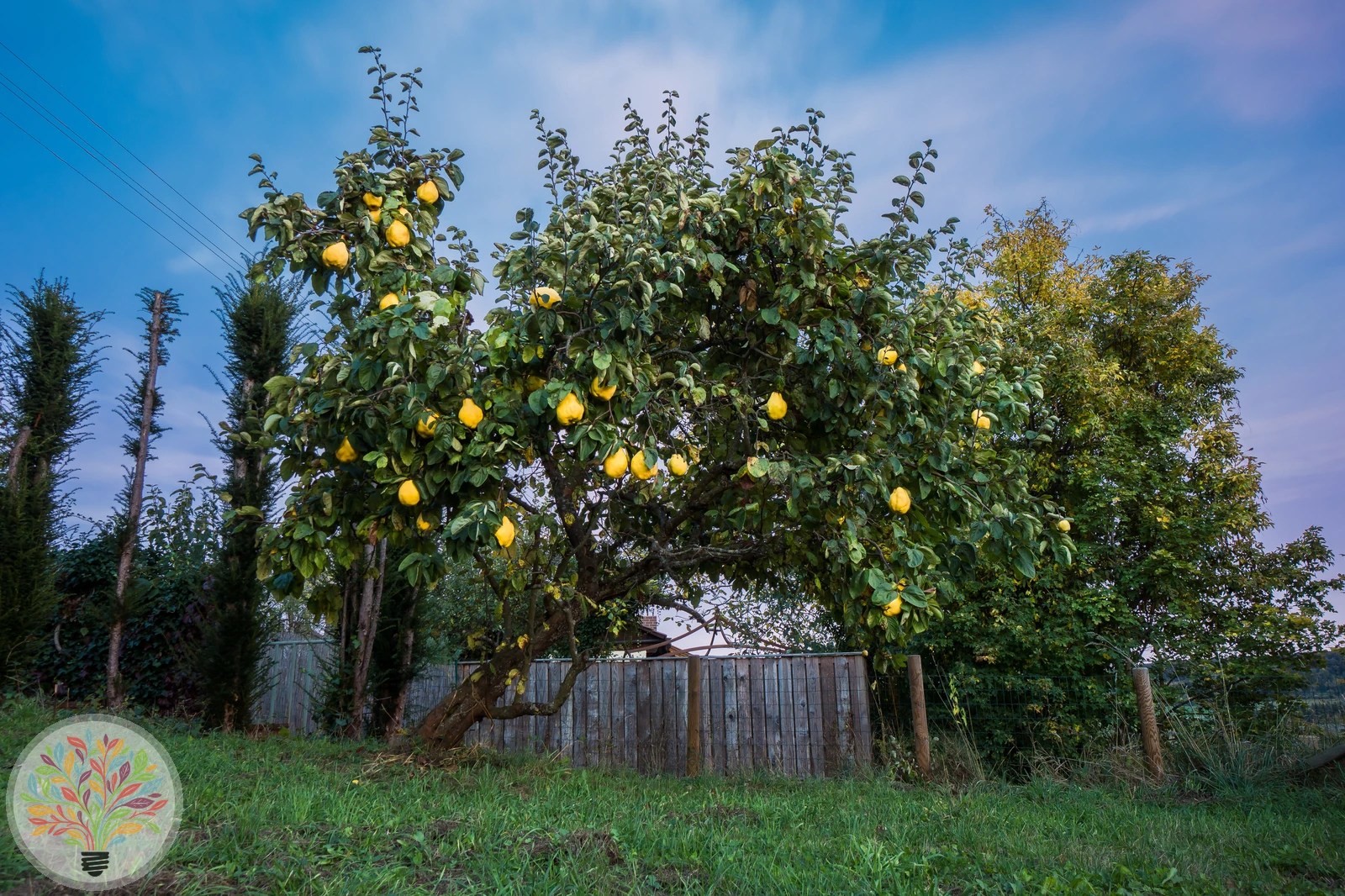 Cydonia oblonga – Afbeelding 6 van 9