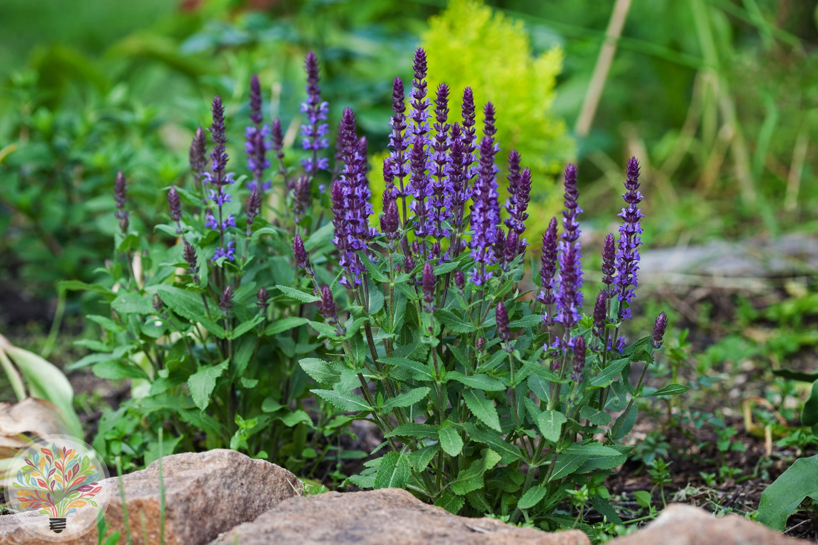 Salvia nemorosa x pratensis – Bild