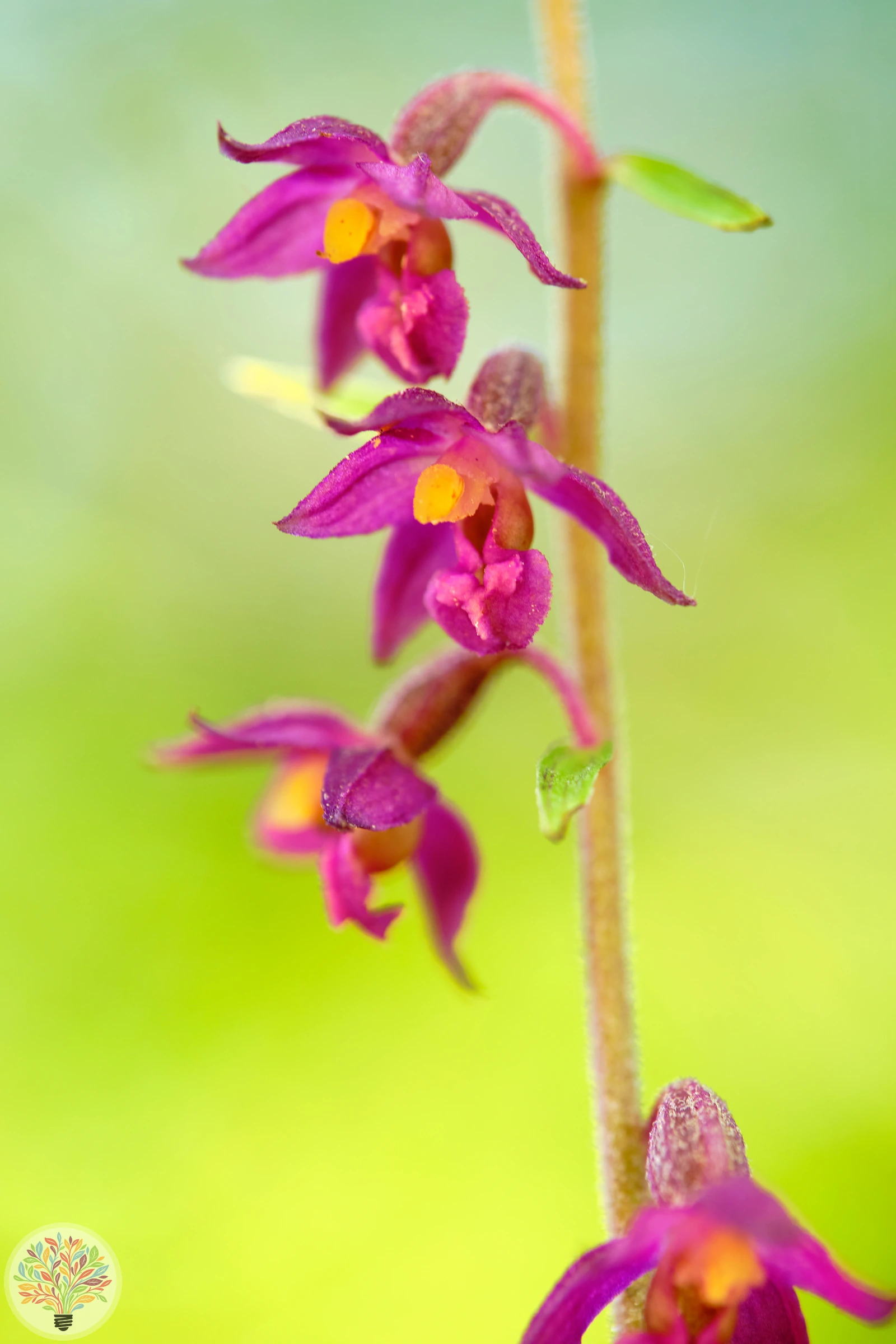 Bruinrode wespenorchis – Afbeelding 4 van 4