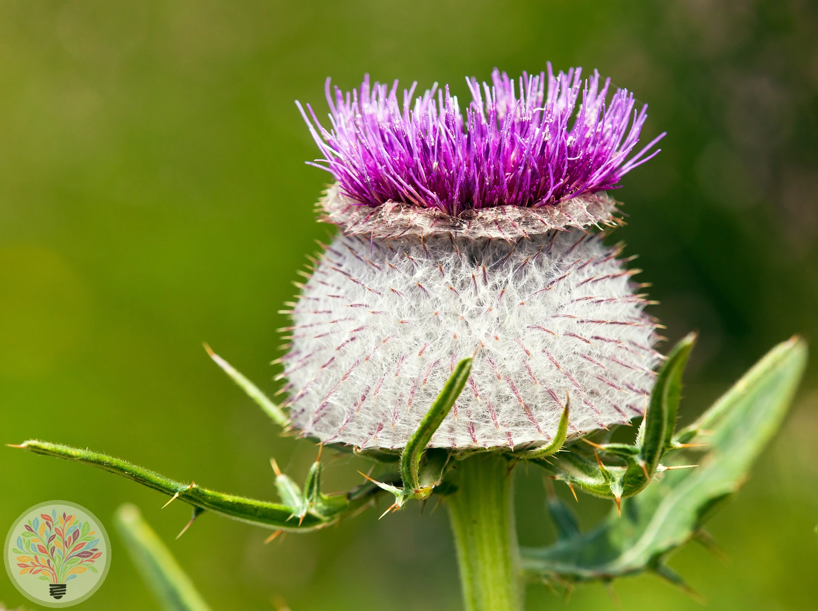 Wollkopf-Kratzdistel – Bild 2 von 3