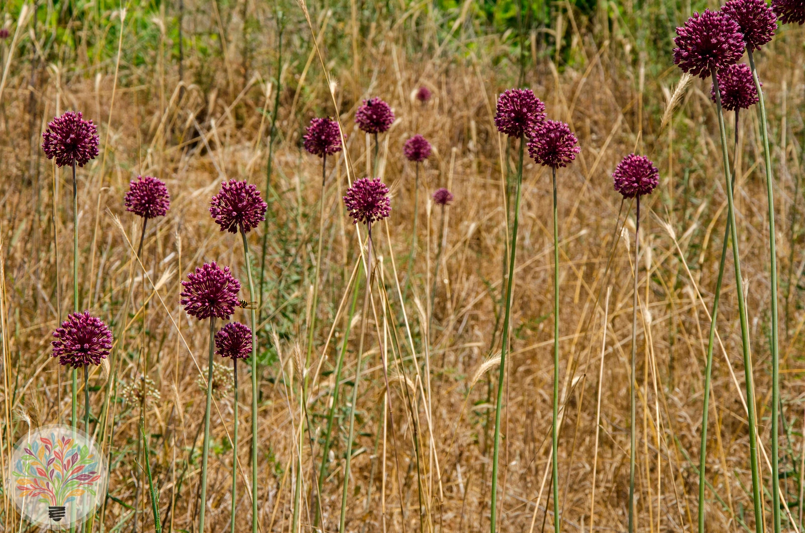 Ackerlauch – Bild 1 von 3