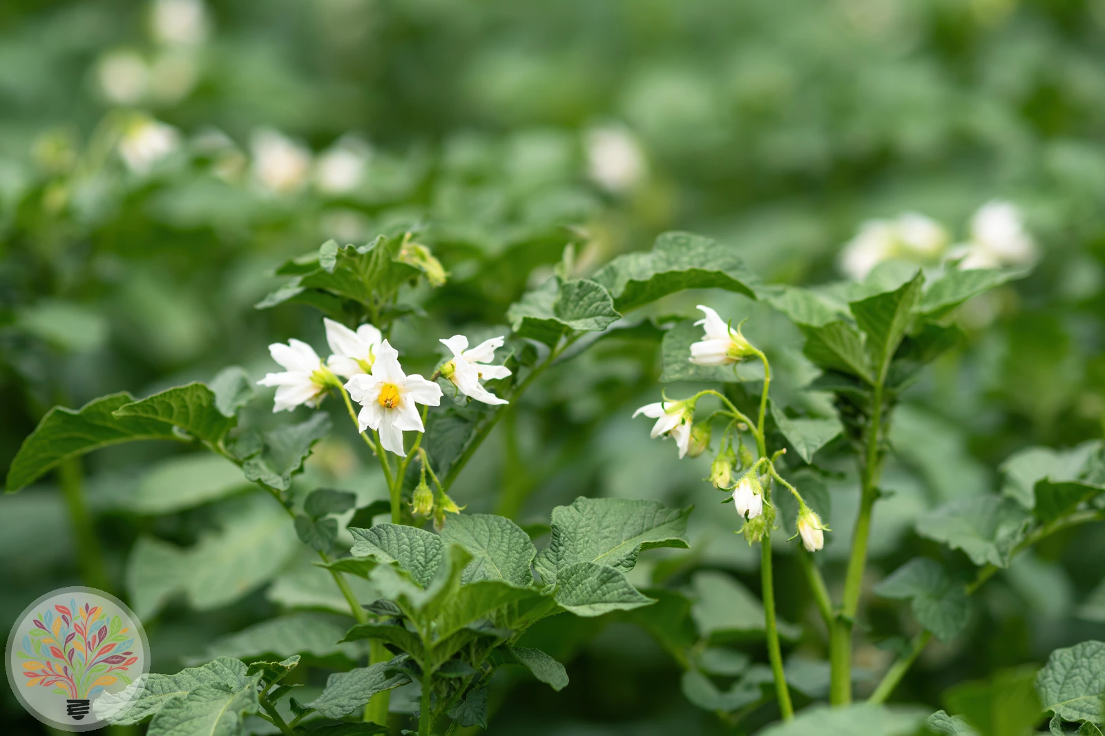 Solanum tuberosum – Afbeelding 3 van 10