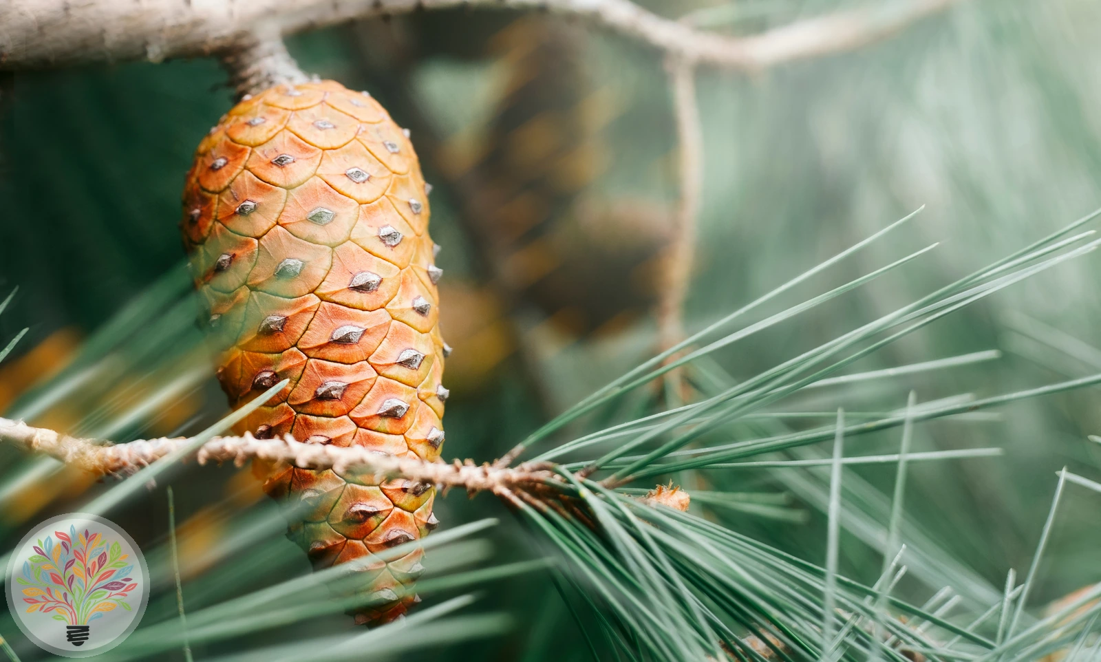 Pinus halepensis – Bild 3 von 4
