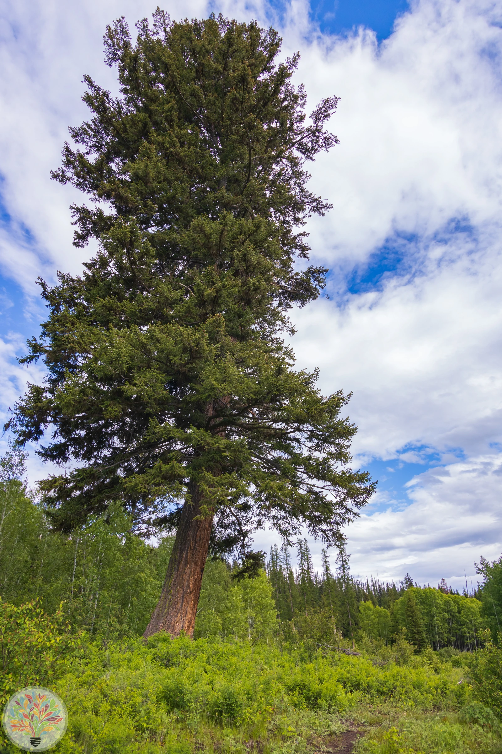 Pseudotsuga menziesii – Afbeelding 5 van 7