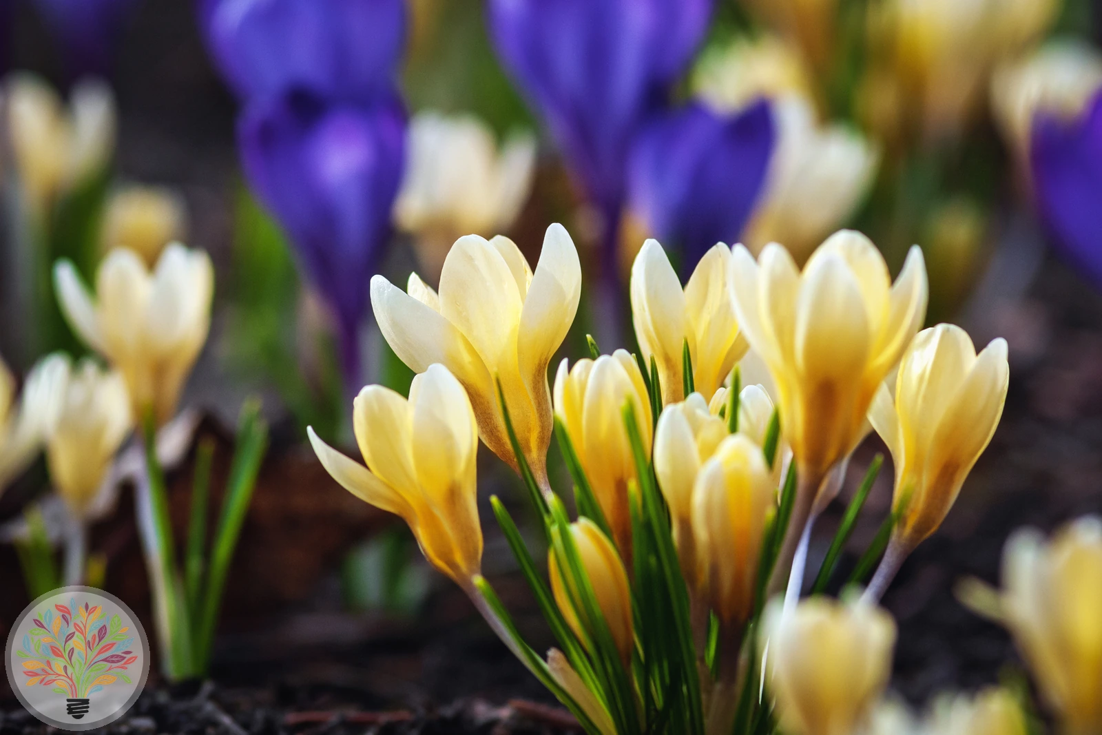 Kleiner Krokus – Bild