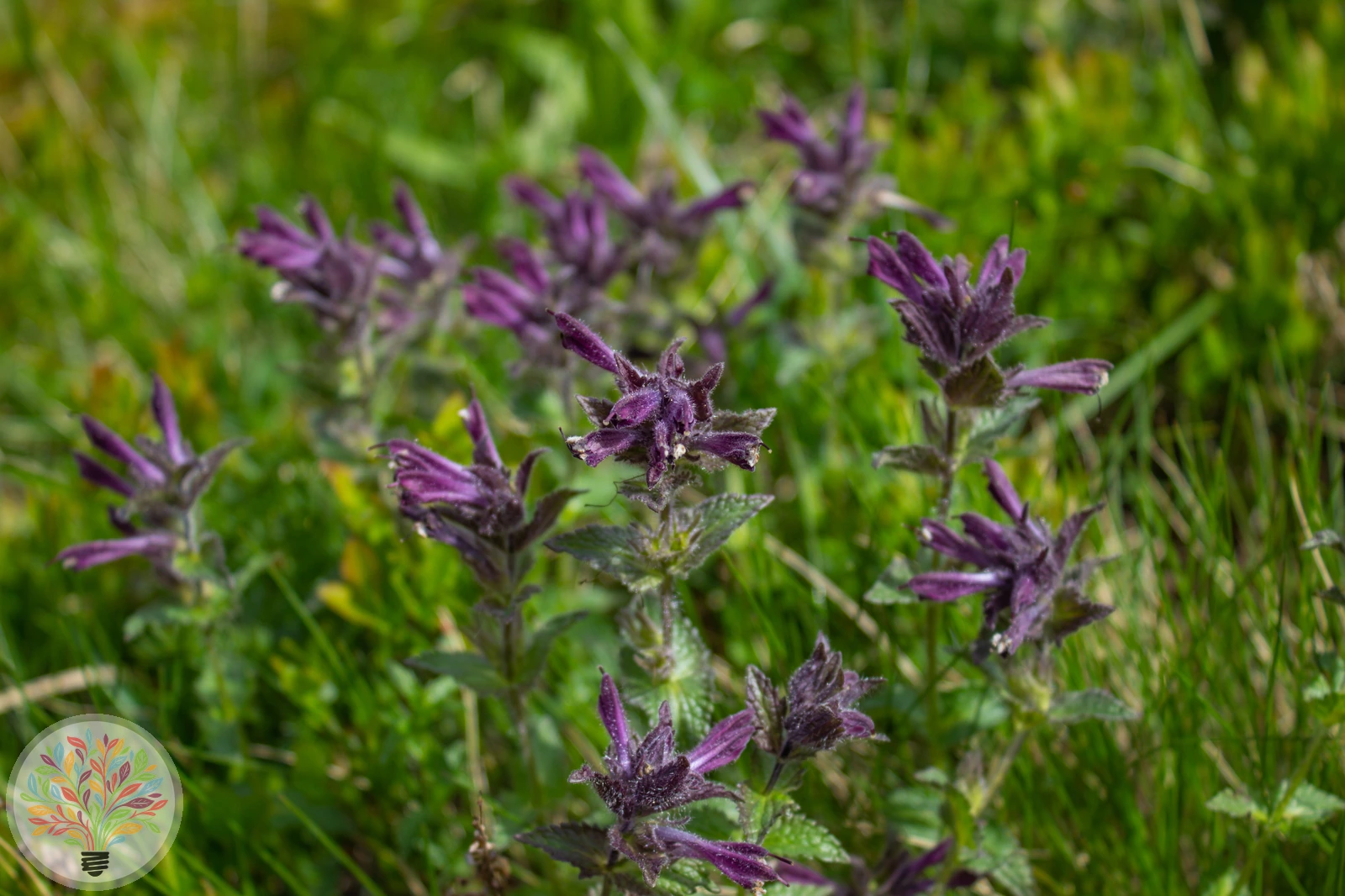 Alpen-Bartschie – Bild 4 von 4