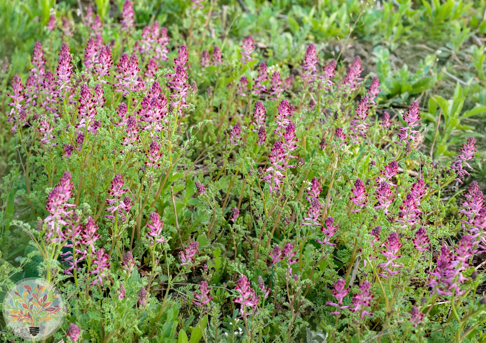 Echter Erdrauch – Bild