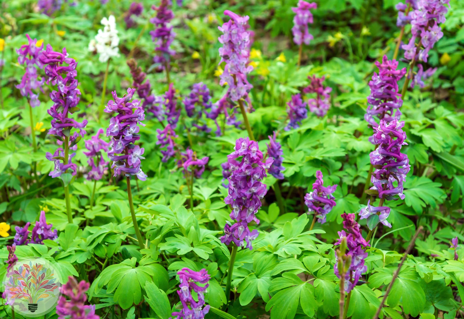 Finger-Lerchensporn – Bild