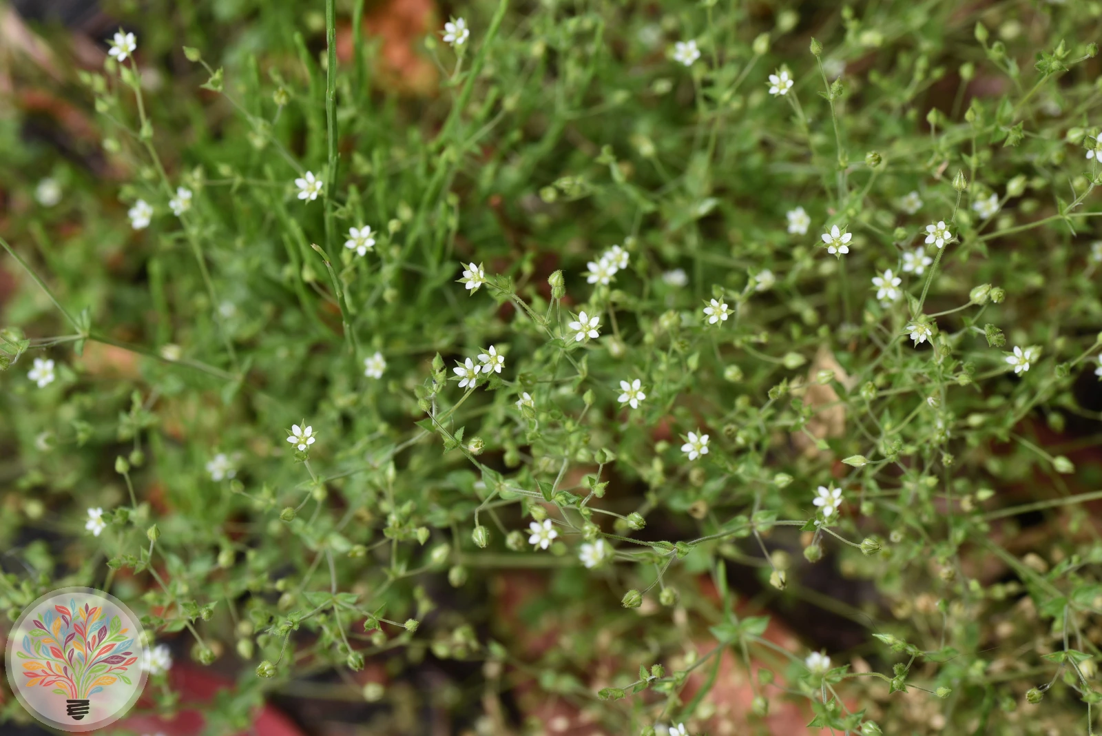 Arenaria serpyllifolia – Afbeelding 1