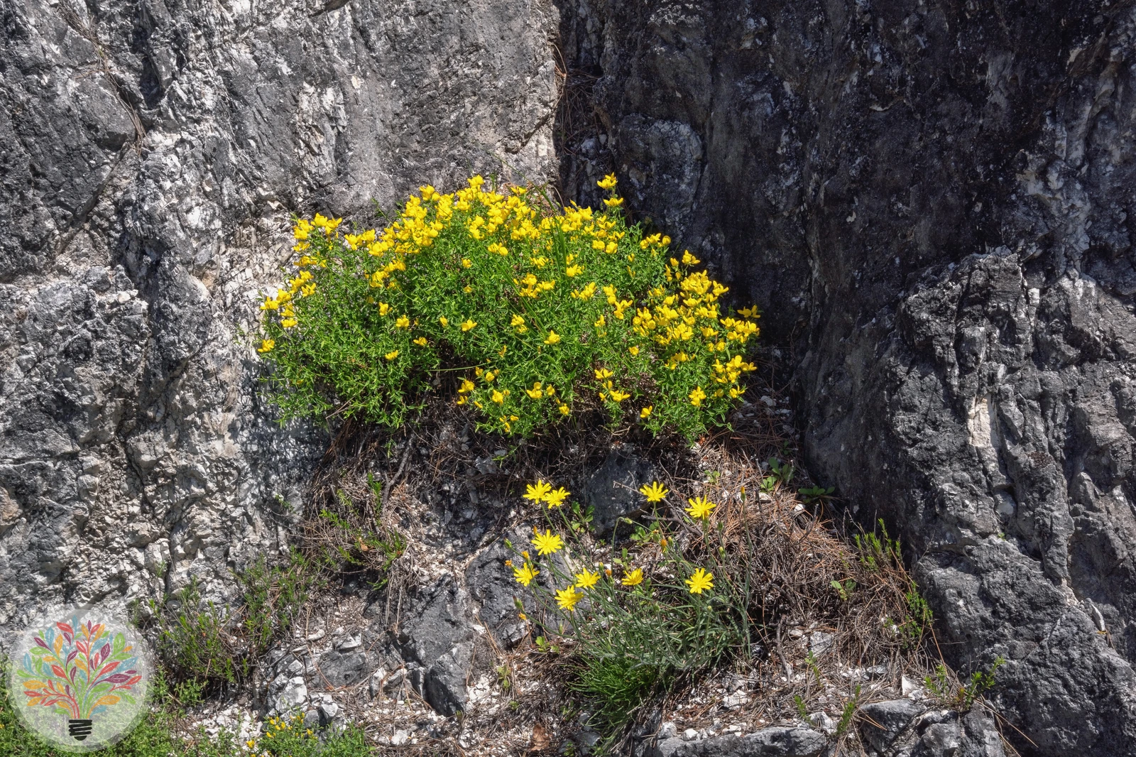 Alpen-Hornklee – Bild 4 von 4