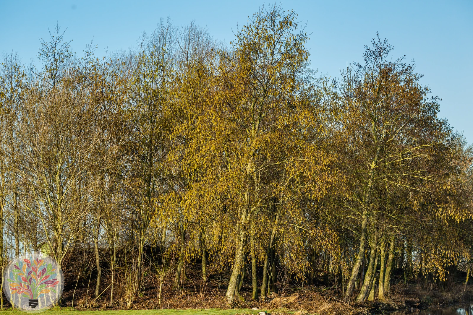 Alnus incana – Afbeelding 6 van 8