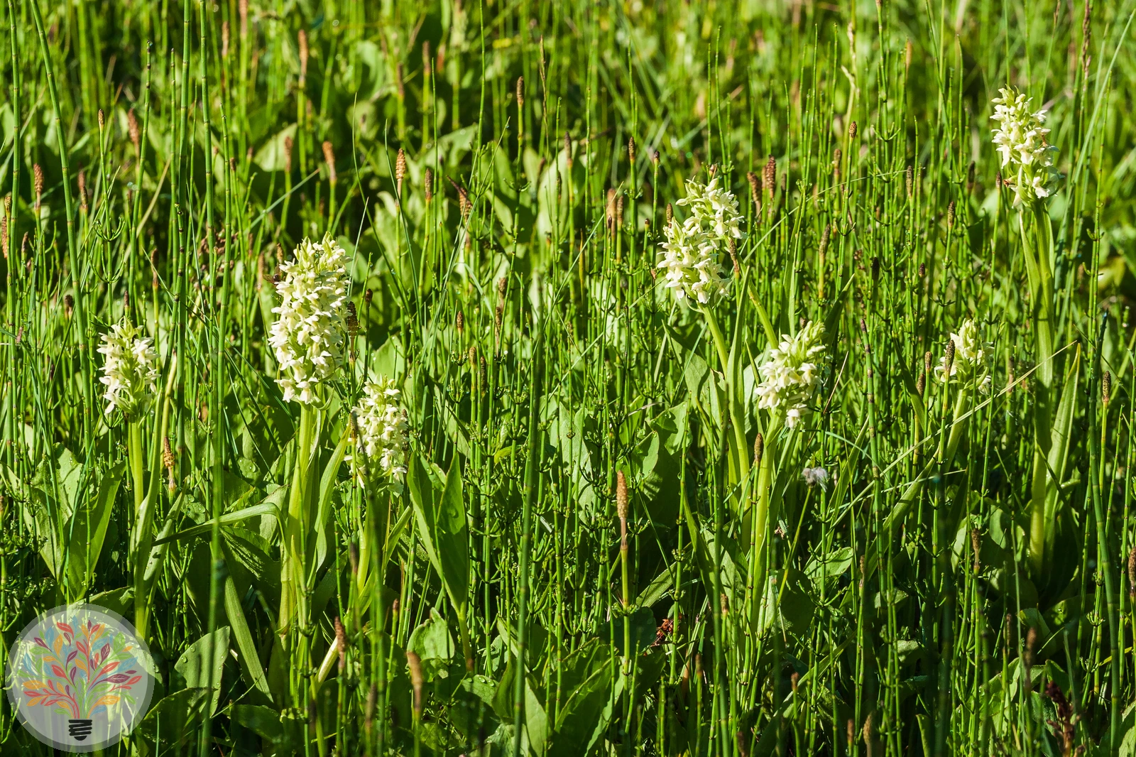 Dactylorhiza incarnata subsp. ochroleuca – Afbeelding 3 van 3