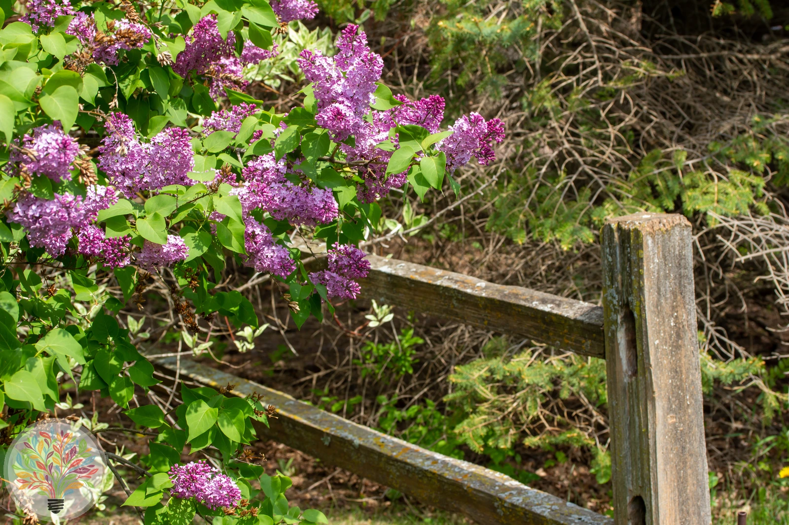 Syringa ×persica – Afbeelding 3 van 3