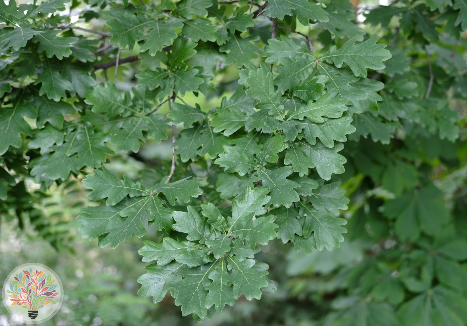 Quercus pubescens – Afbeelding 2 van 6