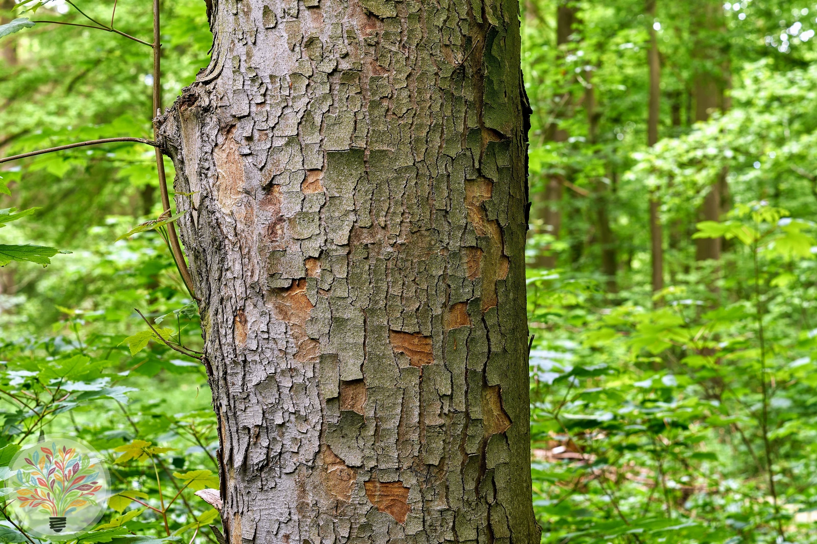 Acer pseudoplatanus – Afbeelding 6 van 6