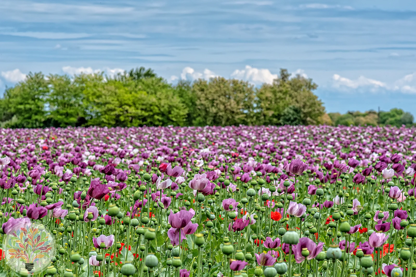 Schlafmohn – Bild 2 von 3