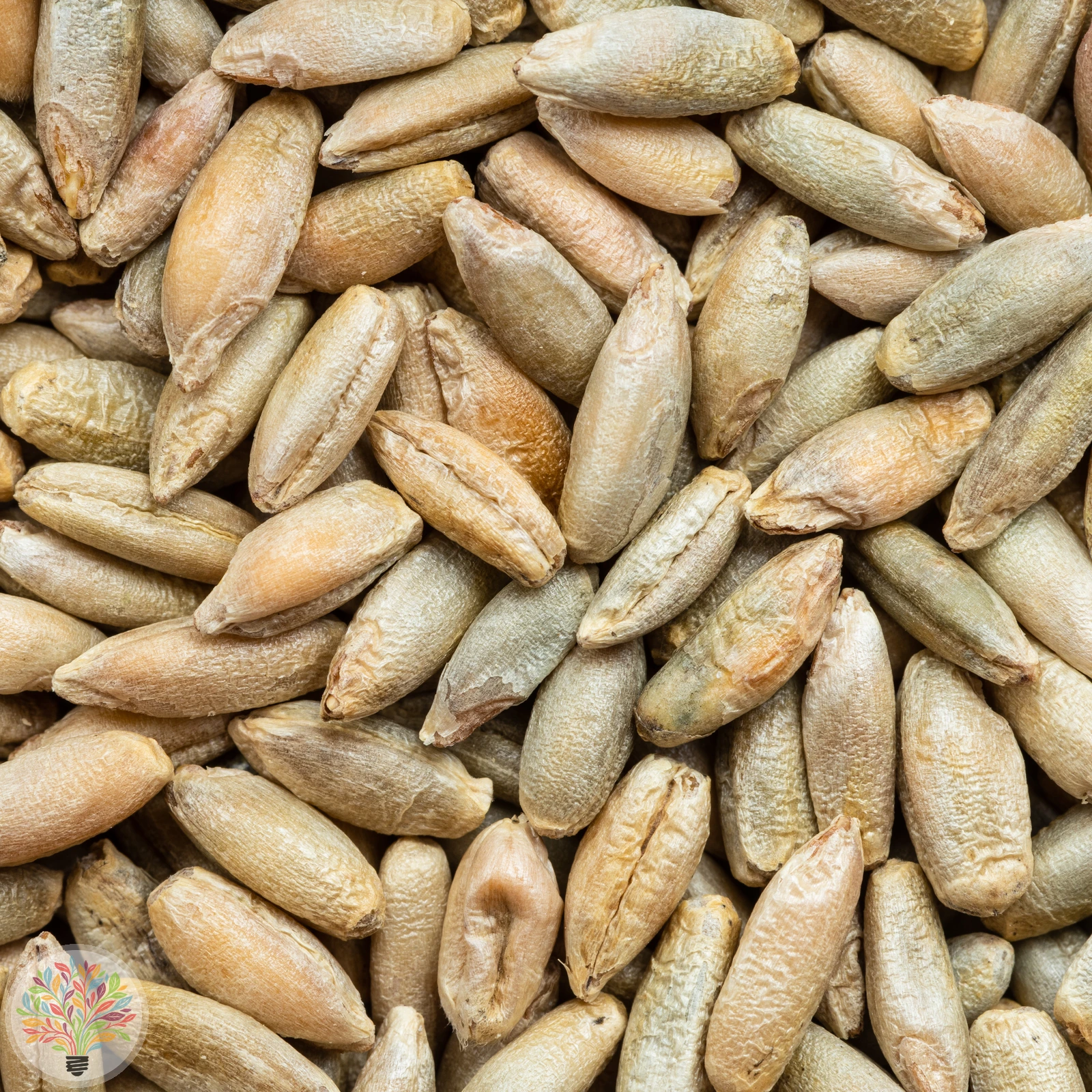 Secale cereale – Afbeelding 4 van 6