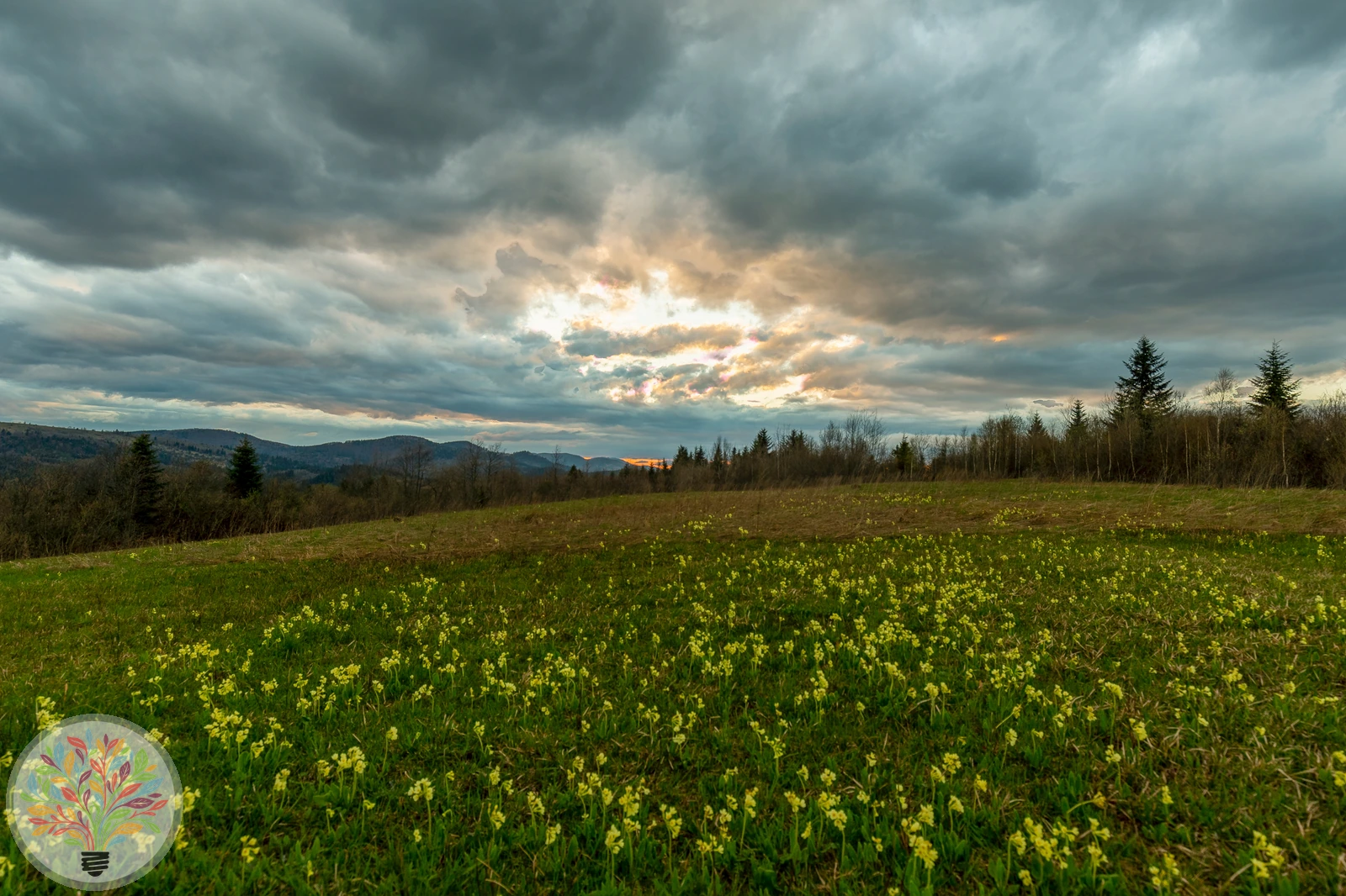 Hohe Primel – Bild 2 von 2