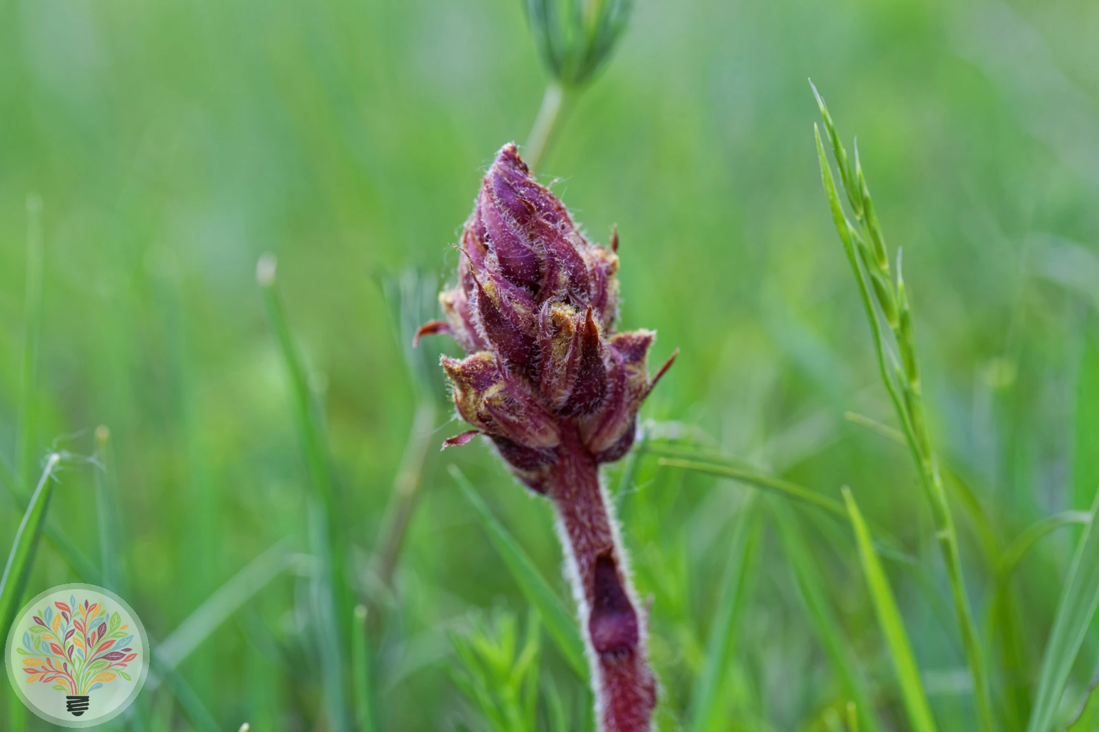 Kleine Sommerwurz – Bild 4 von 4