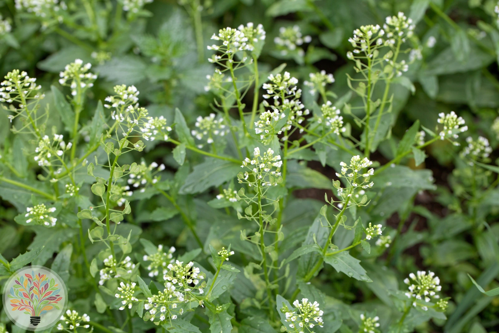 Acker-Hellerkraut – Bild 2 von 3