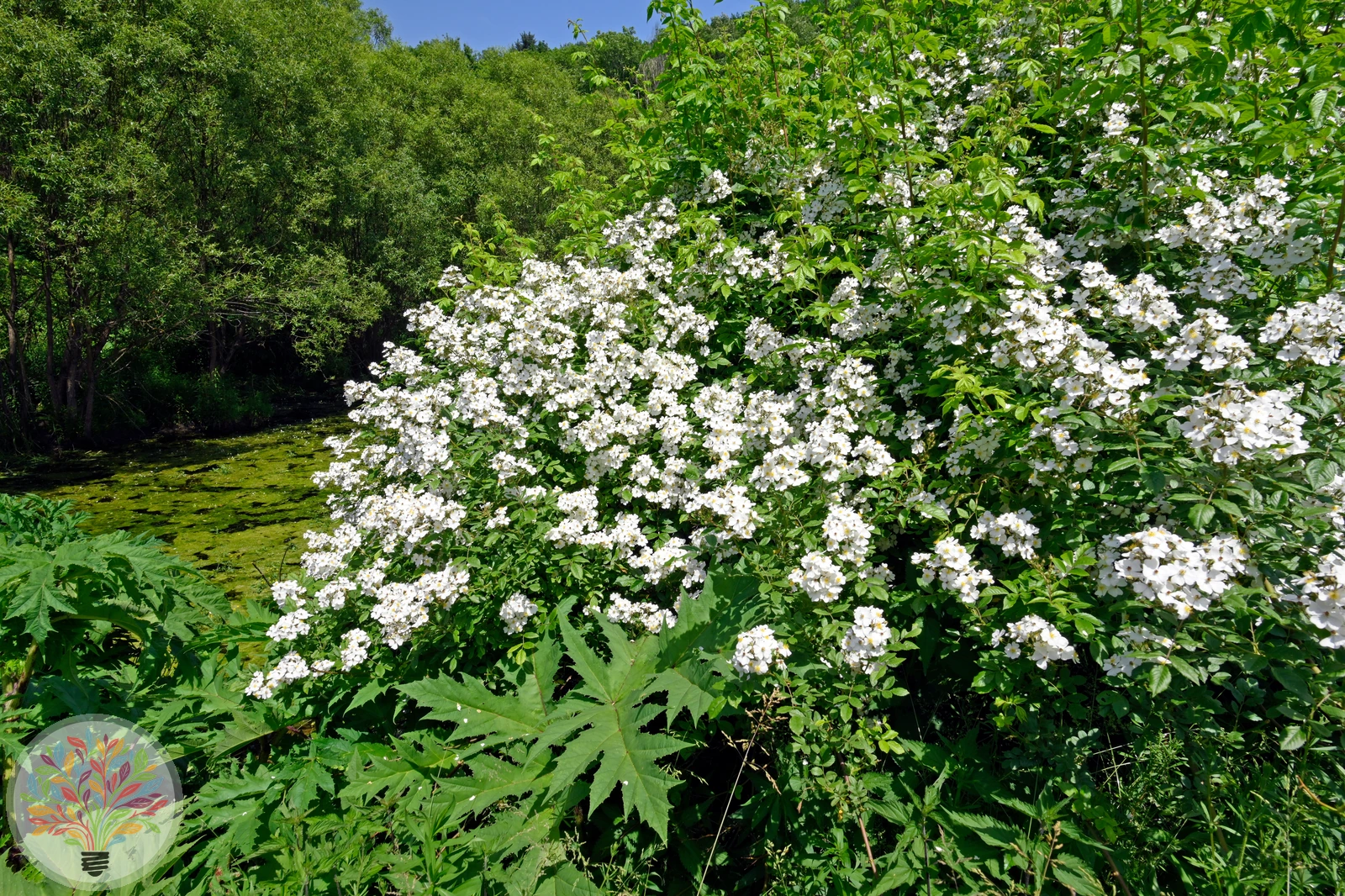 Acker-Rose – Bild 2 von 2