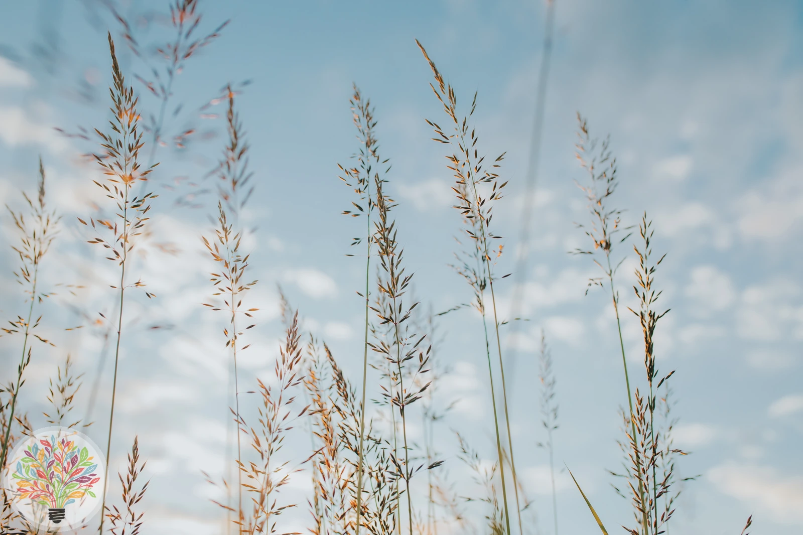 Agrostis stolonifera var. marina
