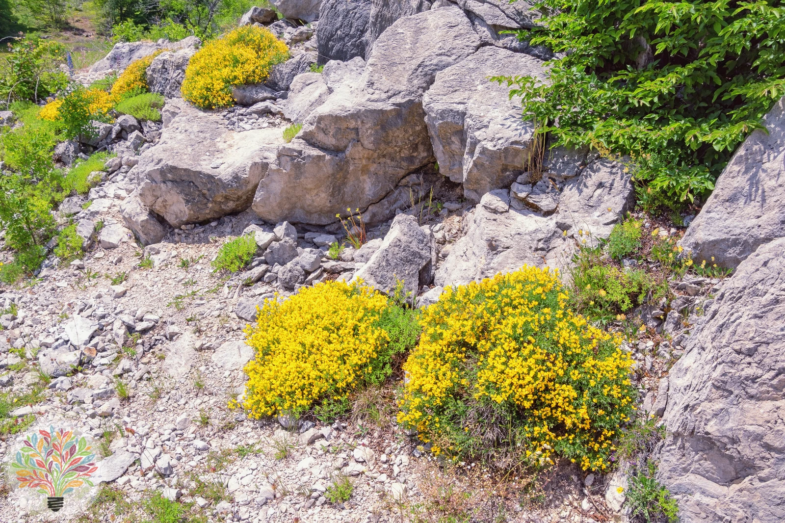 Alpen-Hornklee – Bild 3 von 4