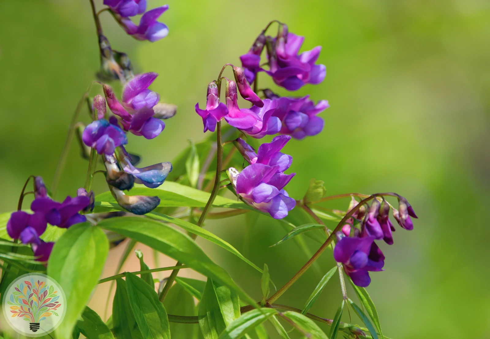 Frühlings-Platterbse – Bild