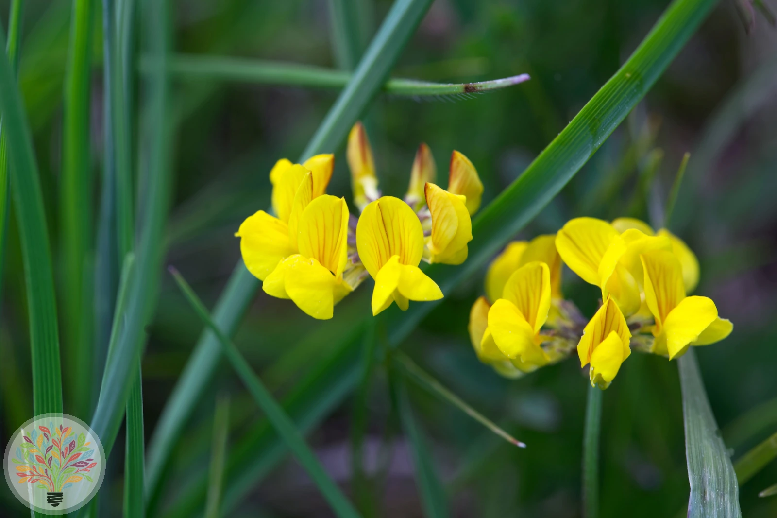 Hufeisenklee – Bild