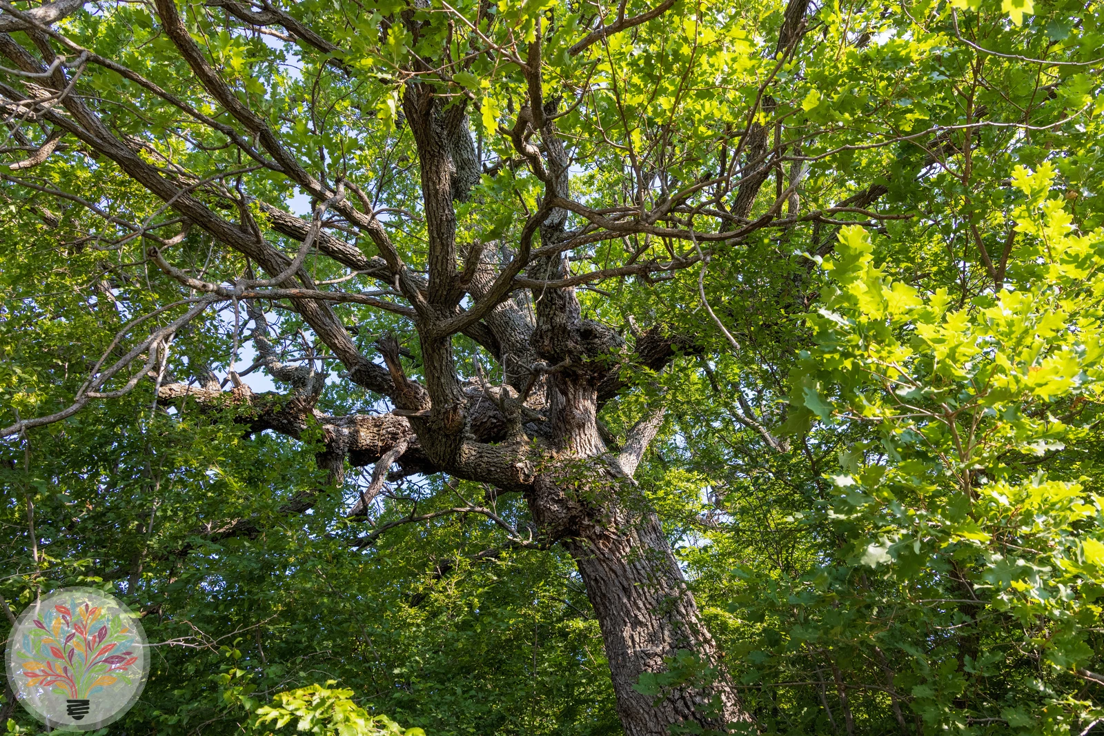 Quercus pubescens – Afbeelding 5 van 6
