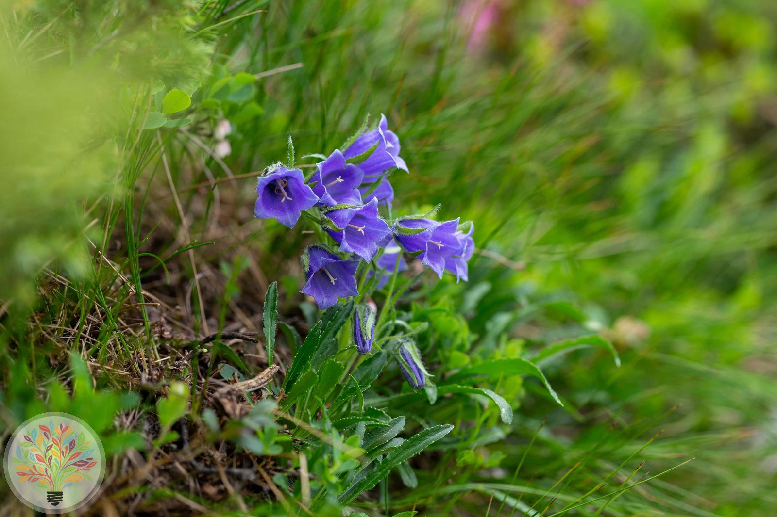 Alpen-Glockenblume – Bild 1 von 4