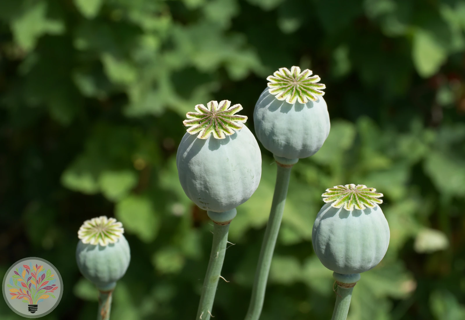 Schlafmohn – Bild 3 von 3
