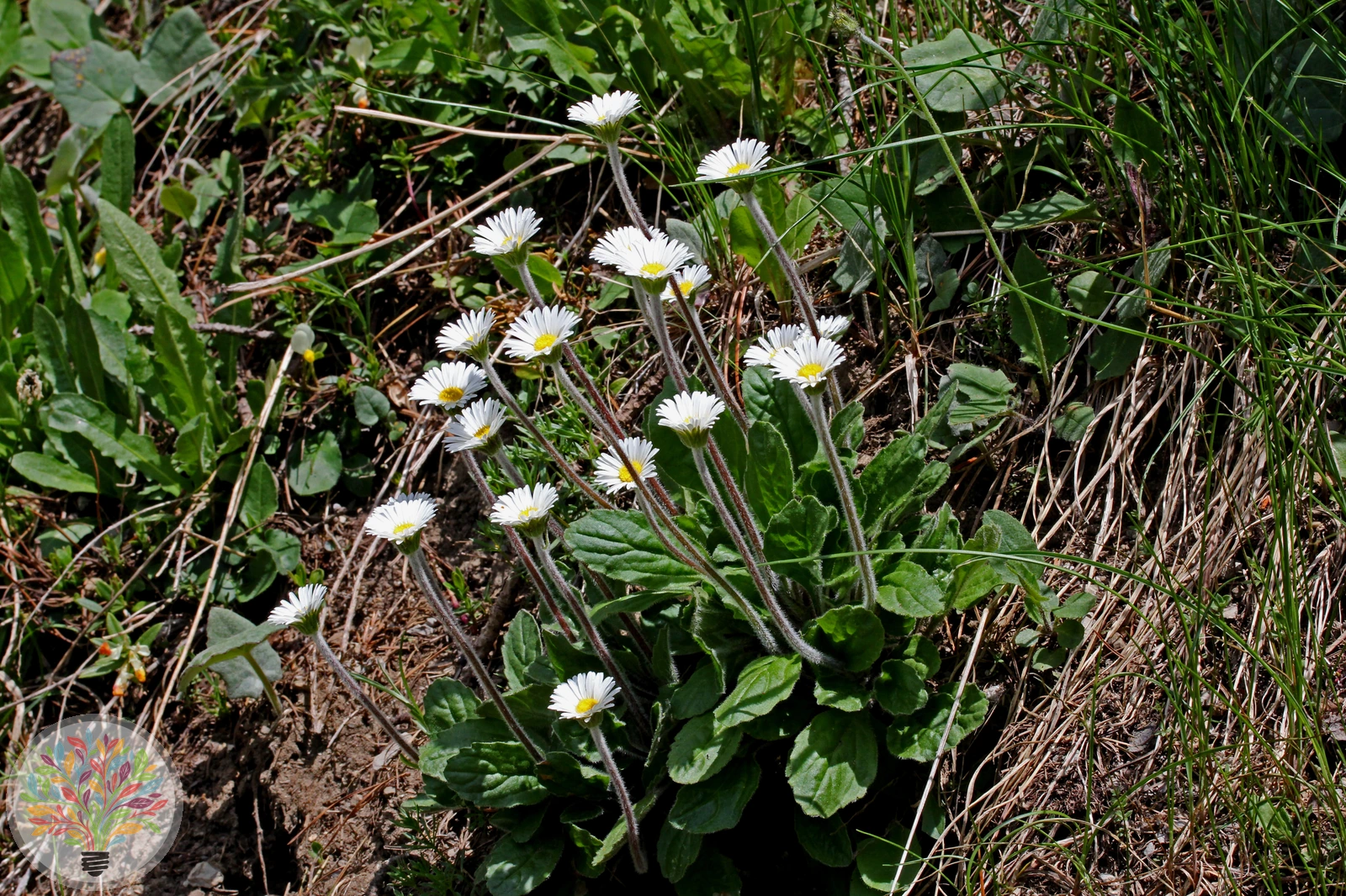 Alpenmaßlieb – Bild 2 von 2