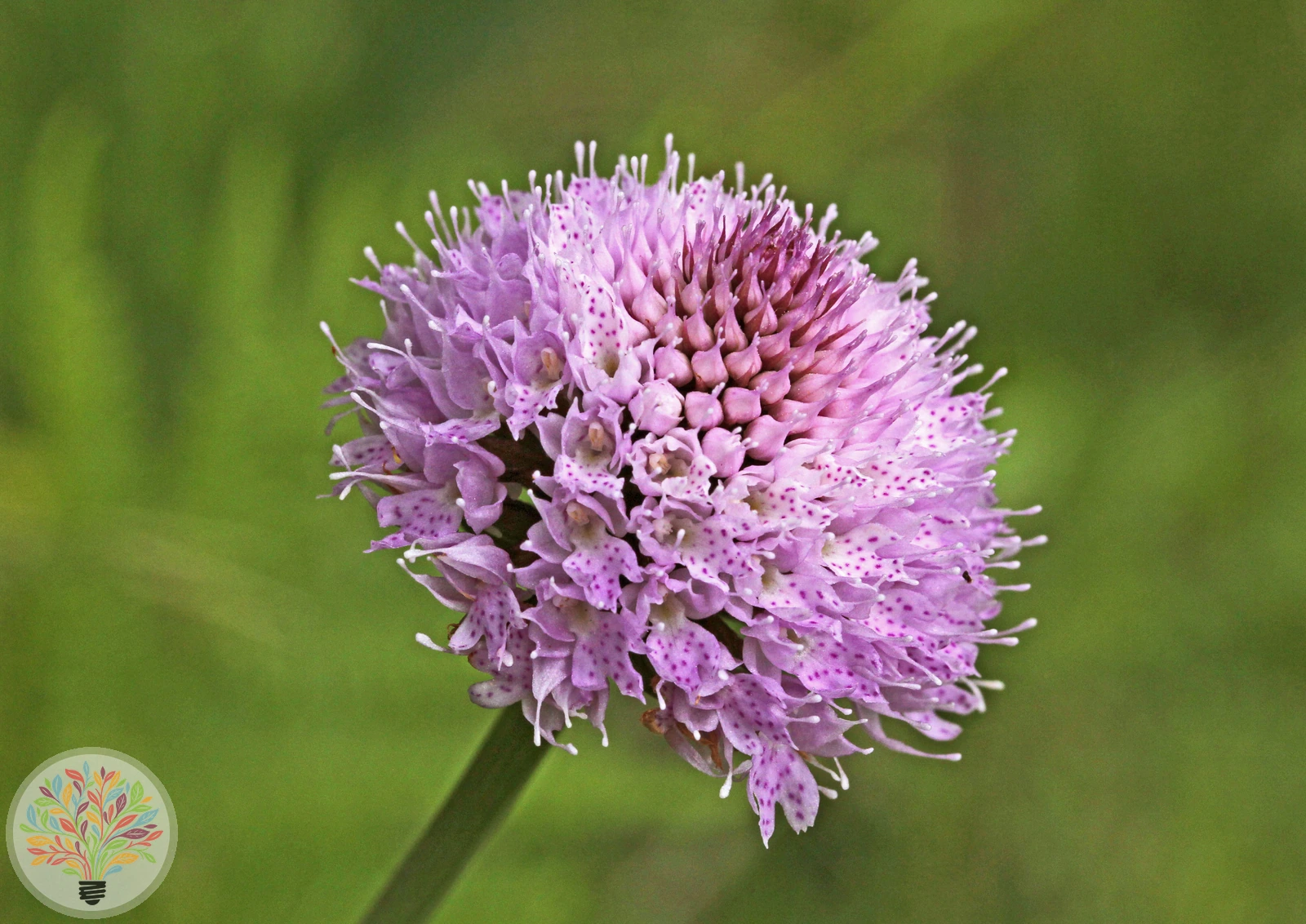 Rote Kugelorchis – Bild 2 von 2