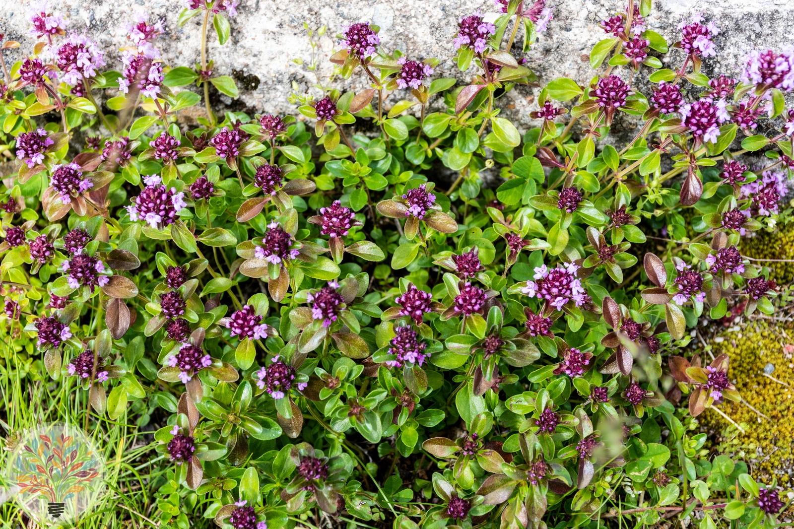 Arznei-Thymian – Bild 2 von 2