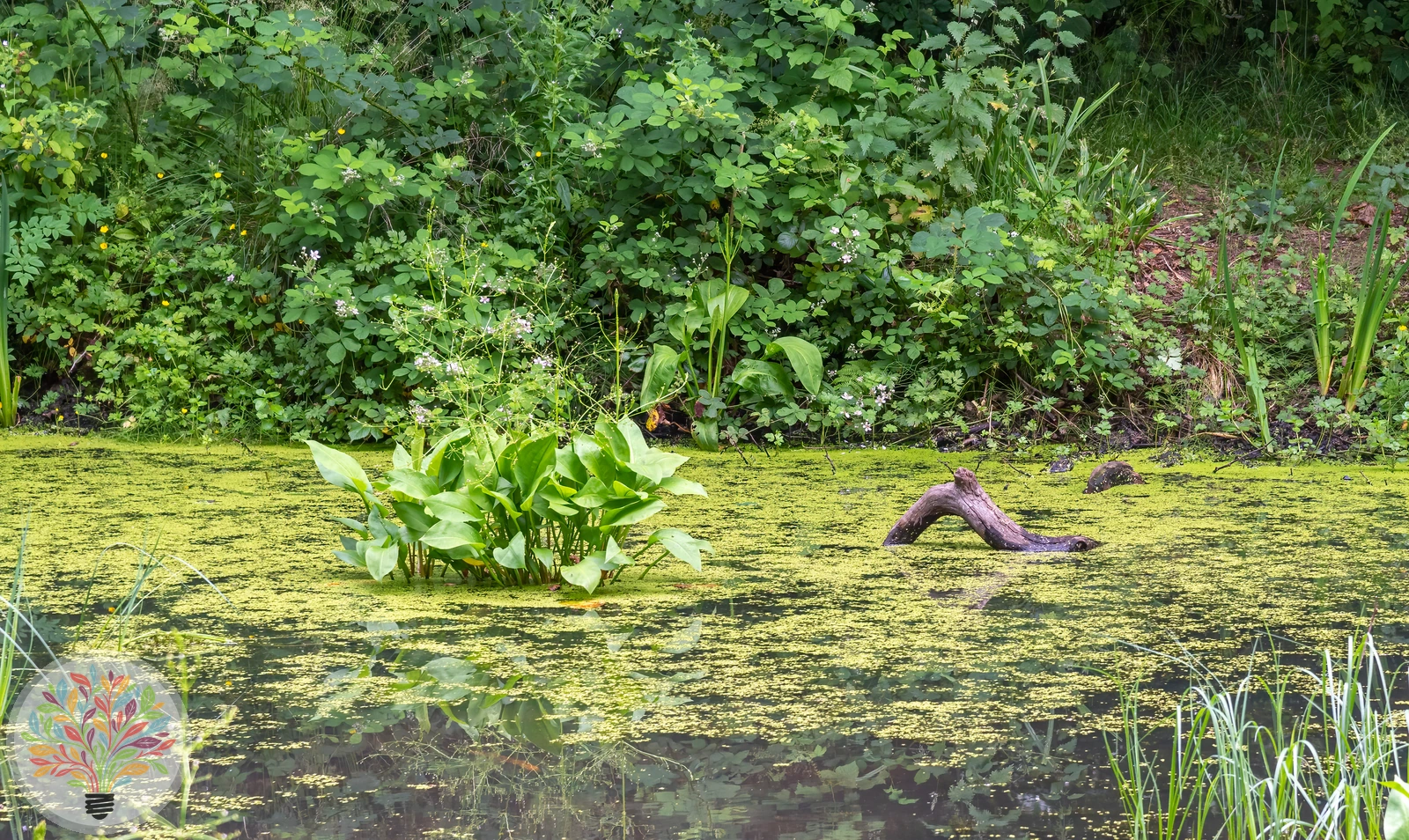 Gewöhnlicher Froschlöffel – Bild 4 von 4