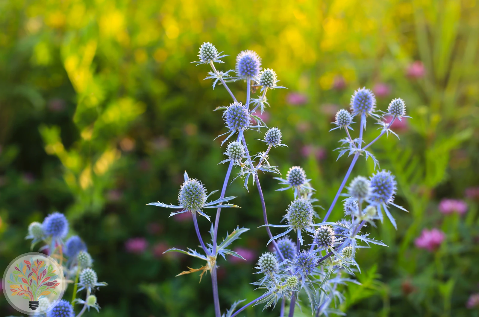 Flachblättriger Mannstreu – Bild