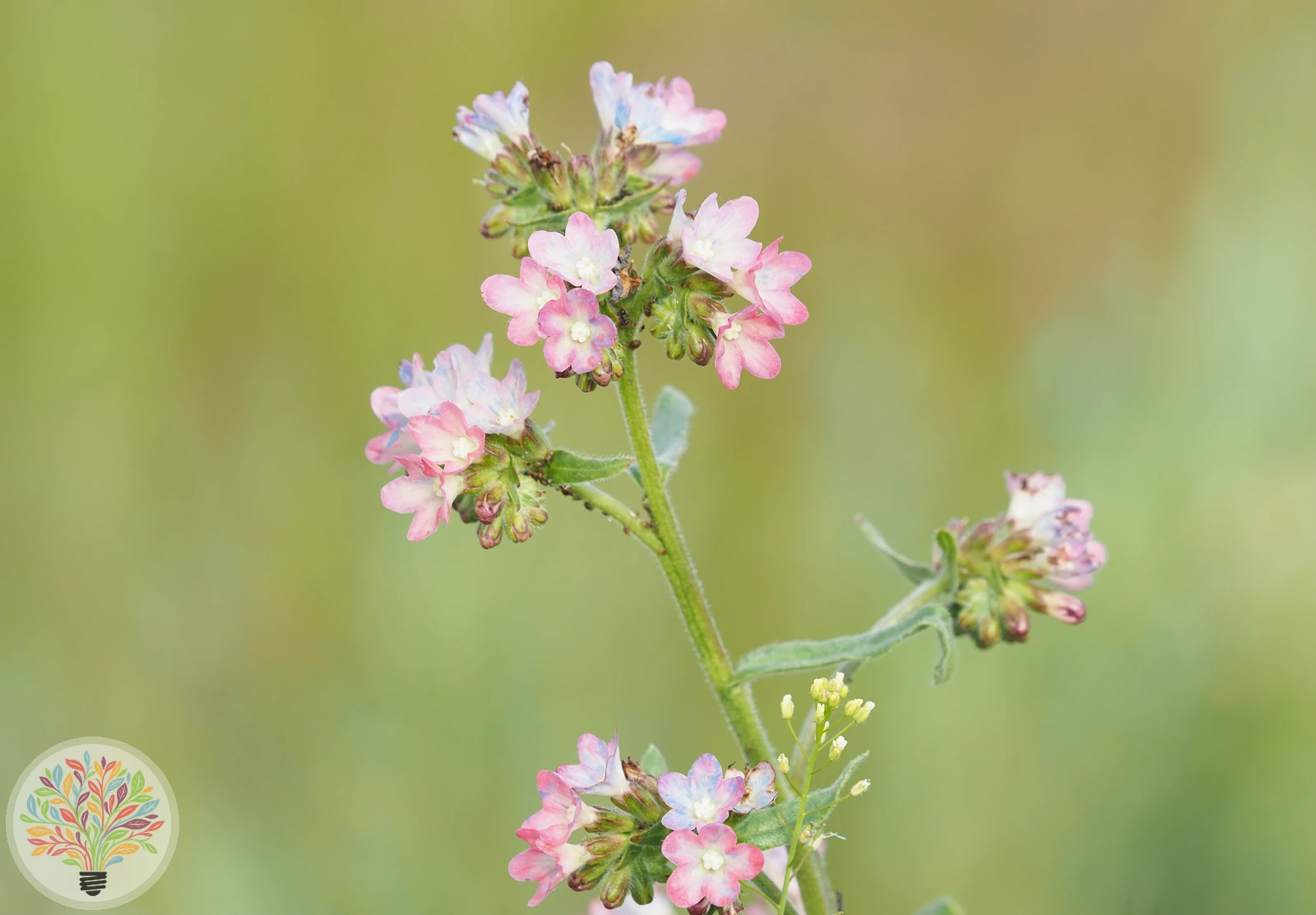Anchusa ochroleuca – Afbeelding 2 van 2