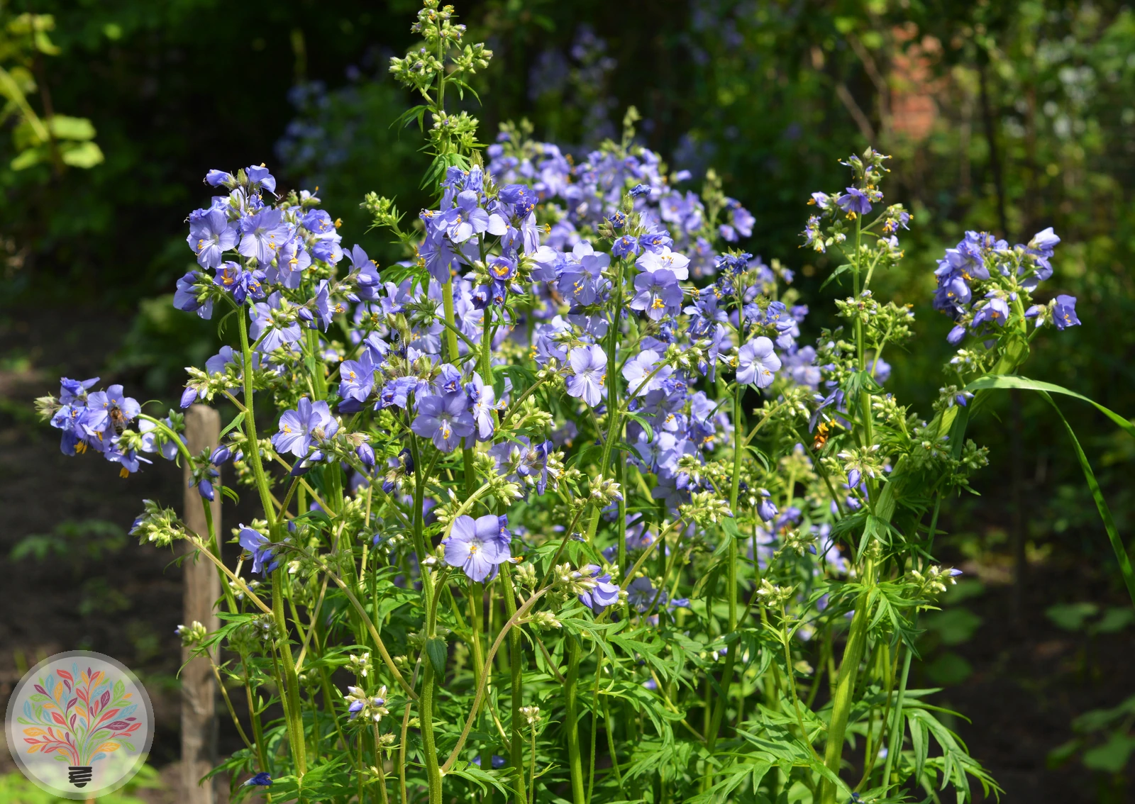 Blaue Himmelsleiter – Bild