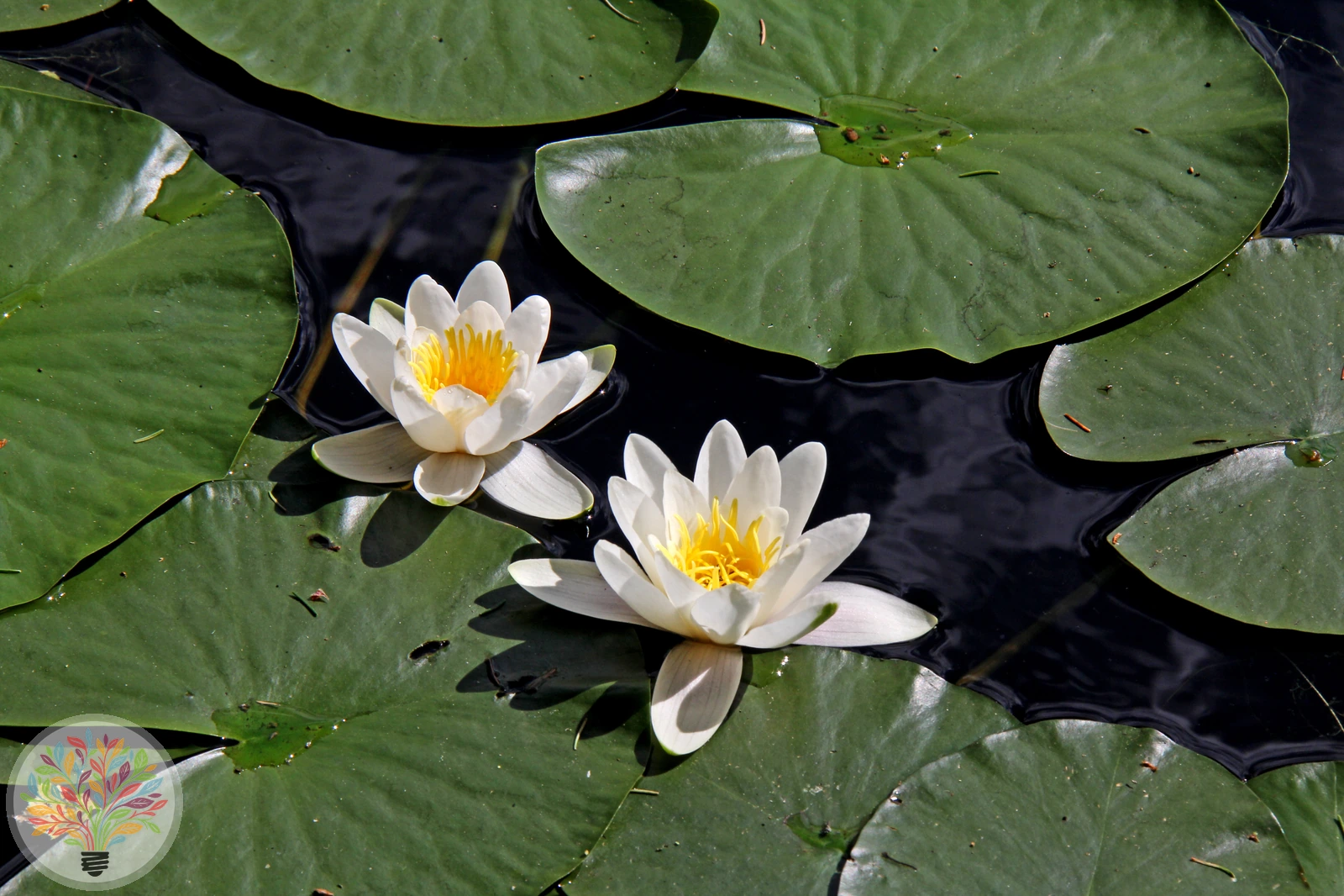 Weiße Seerose – Bild 4 von 4