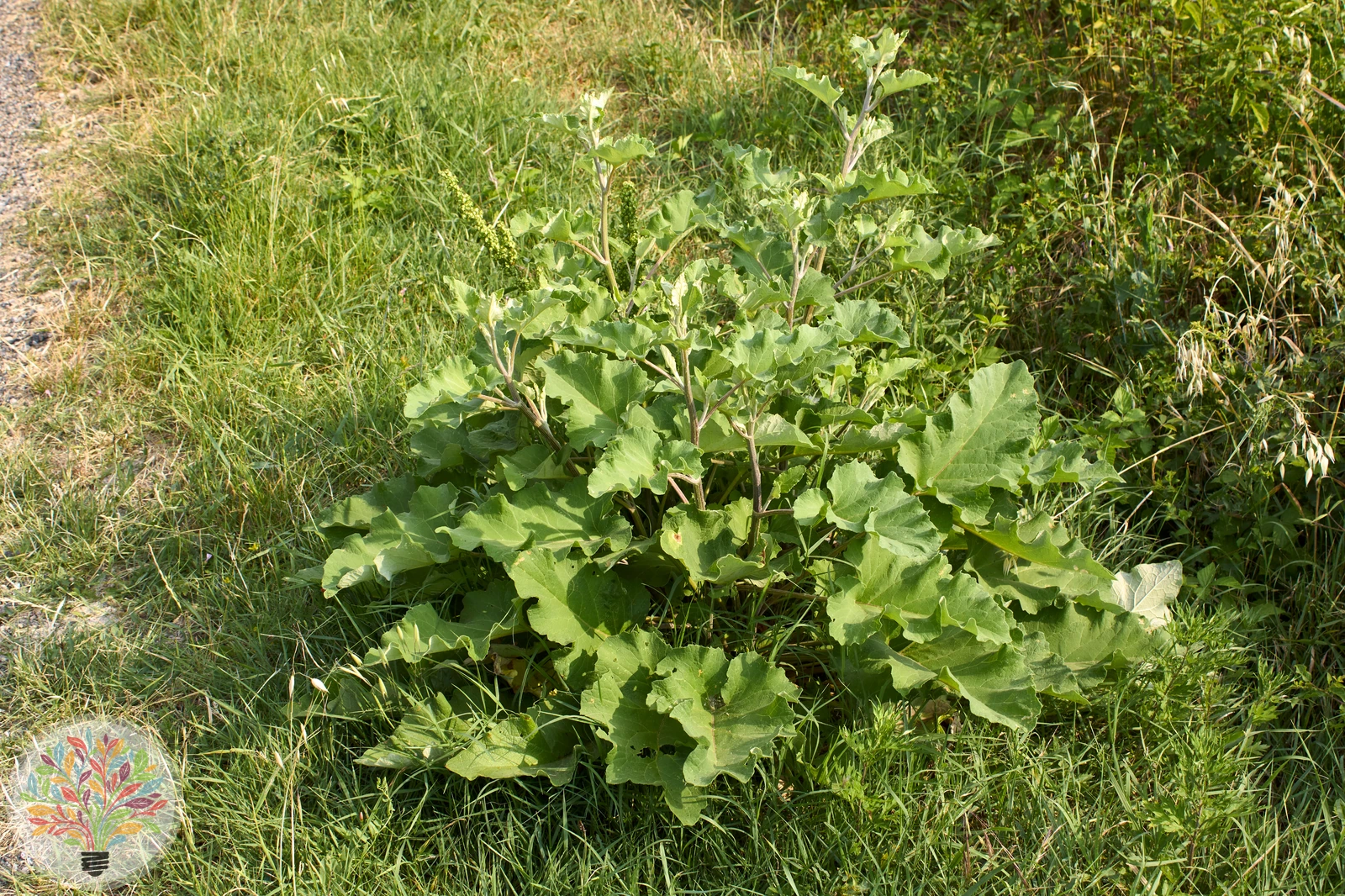 Große Klette – Bild