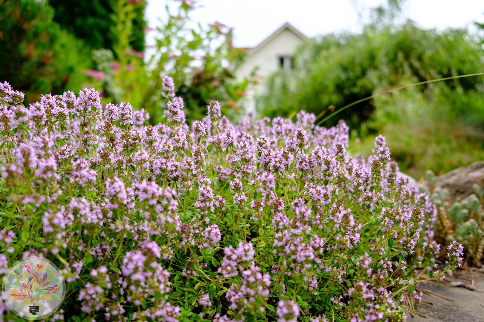 Echter Thymian – Bild