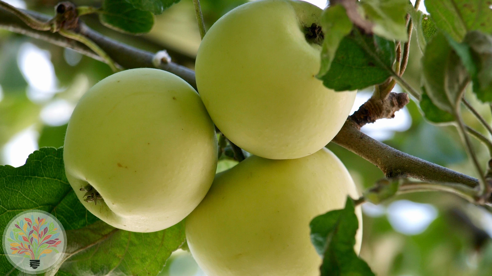 Malus domestica – Afbeelding 7 van 22