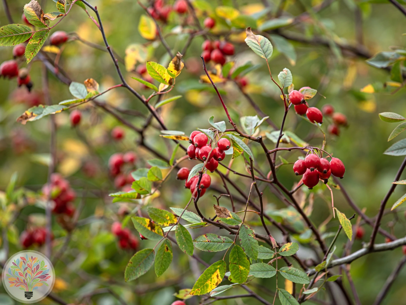 Rotblättrige Rose – Bild